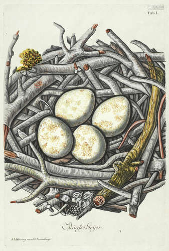 Sammlung von Nestern und Eyern verschiedener Vögel, vol. 1 (of 2) only, comprising Part 1 of the text and Parts 1-2 of the plates, Nuremberg, 1772 WIRSING (ADAM LUDWIG) and FRIEDRICH CHRISTIAN GÜNTHER