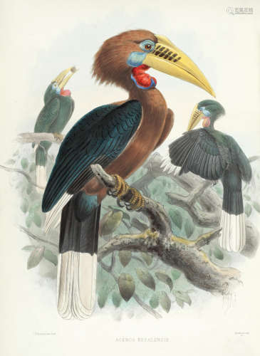 Monograph of the Bucerotidae or Family of the Hornbills, FIRST EDITION, [New York], published for subscribers by the author [printed by Taylor and Francis], [1877]-1882.  ELLIOT (DANIEL GIRAUD)