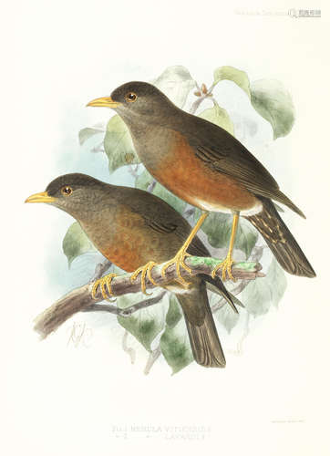 A Monograph of the Turdidae, or Family of Thrushes, vol. 2 (of 2) FIRST EDITION, Henry Sotheran, 1902 SEEBOHM (HENRY) AND RICHARD BOWDLER SHARPE