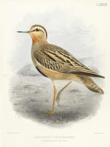 The Geographical Distribution of the Family Charadriidae, or the Plovers, Sandpipers, Snipes, and their Allies, FIRST EDITION, FIRST ISSUE, Henry Sotheran, [1887] SEEBOHM (HENRY)