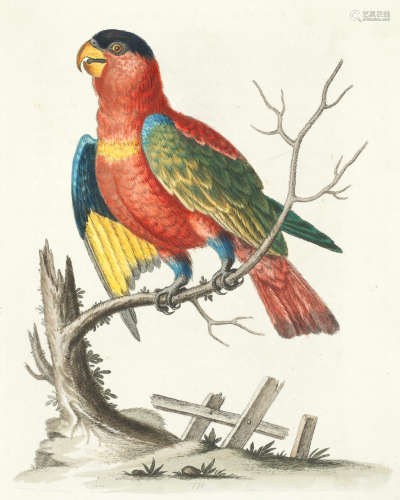 Natural History of Uncommon Birds [-Gleanings of Natural History], 7 vol., FIRST EDITION, for the Author, [1743]-1764 EDWARDS (GEORGE)