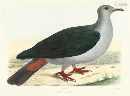Iconographie des pigeons, FIRST EDITION, Paris, P. Bertrand, 1857[-1858] BONAPARTE (CHARLES LUCIEN)