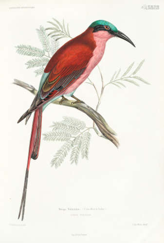 Iconographie ornithologique. Nouveau recueil général de planches peintes d'oiseaux, Paris, Friedrich Klincksieck, [1845]-1849 DES MURS (MARC ATHANASE P.O.)