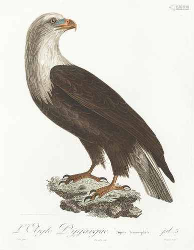 Histoire Naturelle des oiseaux de l'Amérique septentrionale, contenant un grand nombre d'éspéces décrites our figurées pour la première fois, vol. 1 only (of 2), FIRST EDITION, Paris, 1807 VIEILLOT (LOUIS JEAN PIERRE)