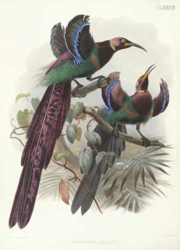 Monograph of the Paradiseidae, or Birds of Paradise, FIRST EDITION, Printed for the Subscribers, by the Author, 1873 ELLIOT (DANIEL GIRAUD)