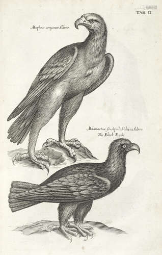 The Ornithology of Francis Willughby... in Three Books wherein all the Birds hitherto known, translated into English, and enlarged... To which are added, Three Considerable Discourses, I. Of the Art of Fowling... II. Of the Ordering of Singing Birds. III. Of Falconry, A[ndrew] C[larke] for John Martyn, 1678 WILLUGHBY (FRANCIS) AND JOHN RAY