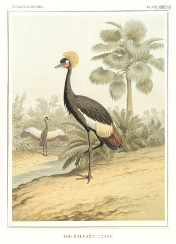 A Monograph of the Cranes, FIRST EDITION, LIMITED TO 170 COPIES, Leiden and London, E.J. Brill and R.H. Porter, 1897 BLAAUW (FRANS ERNST)