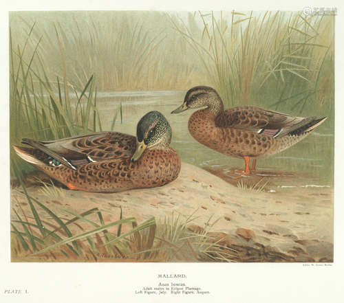 The Natural History of British Game Birds, NUMBER 177 OF 550 COPIES, Longmans (4) MILLAIS (JOHN GUILLE)