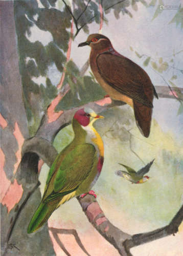 Les Oiseaux de l'Indochine Francaise, 4 vol., 8vo and 4to; and 3 others, ornithology of South-east Asia (19) DELACOUR (JEAN) AND PIERRE JABOUILLE