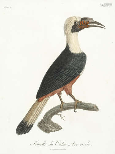 Histoire naturelle d'une partie d'oiseaux nouveaux et rares de l'Amerique et des Indes, vol. 1 (all published), Paris, J.E. Gabriel Dufour, 1801 LEVAILLANT (FRANÇOIS)