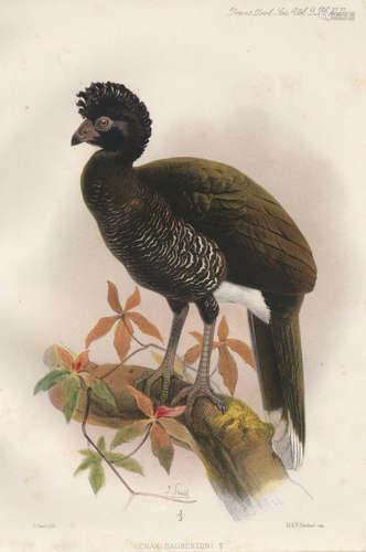 On the Curassows Now or Lately Living in the Society's Gardens [extracted from The Transactions of the Zoological Society], Part IV only, AUTHOR'S PRESENTATION COPY inscribed 