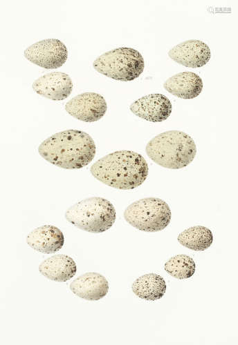 Die eier der europaeischen voegel nach der natur gemalt, 4 parts in 2 vol., [1900]-1905 (5) BAEDEKER (FRIEDRICH W.J.)