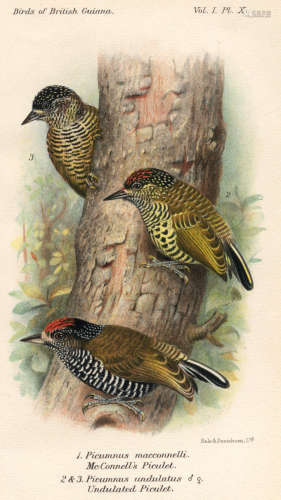 The Birds of British Guiana, 2 vol., FIRST EDITION, 1916-1921; and others (5) CHUBB (CHARLES)