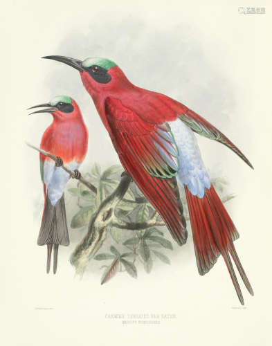 Monograph of the Meropidae, or Family of Bee-eaters, by the Author, printed by Taylor and Francis, 1884-1886 DRESSER (HENRY E.)