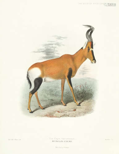 The Book of Antelopes, 4 vol., FIRST EDITION, R.H. Porter, 1894-1900 SCLATER (PHILIP LUTLEY) AND M.R. OLDFIELD THOMAS