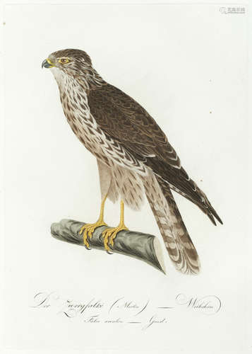 Deutsche ornithologie oder  oder Naturgeschichte aller Vögel Teutschlands... Neue Ausgabe, 22 parts in 1 vol., Darmstadt, Carl Wilhelm Leske, [1837-1841] SUSEMIHL (JOHANN CONRAD)