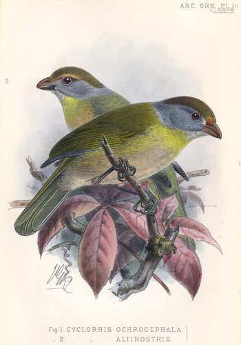 Argentine Ornithology. A Descriptive Catalogue of the Birds of the Argentine Republic, 2 vol. bound in 1, LIMITED TO 200 COPIES, R.H. Porter, 1888-1889 SCLATER (PHILIP LUTLEY) AND W.H. HUDSON