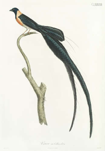 Histoire naturelle des plus beaux oiseaux chanteurs de la zone torride, Paris, J.E. Gabriel Dufour, 1805 VIELLOT (LOUIS JEAN PIERRE)