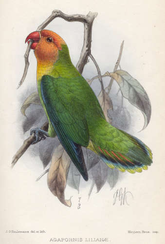 Notes on the Birds of Damara Land and the Adjacent Countries of South-West Africa, plates, unless otherwise mentioned publisher's cloth, 8vo and 4to; and 12 others, African ornithology, including a series of articles on the birds of Nyassaland by G.E. Shelley, with 9 hand-coloured lithographed plates by J.G. Keulemans, 1893-94 (33) ANDERSSON (CHARLES JOHN)