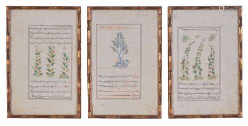 Three illustrated leaves depicting flowering plants including Hemlock (sarv), from a dispersed