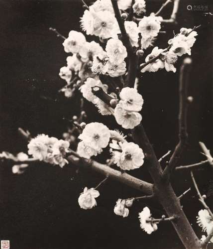 郎静山（1892～1995） 百花魁首 摄影