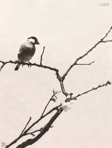 郎静山（1892～1995） 梅花翠鸟 摄影