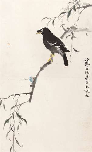 江寒汀（1903～1962） 柳树八哥 镜心 设色纸本