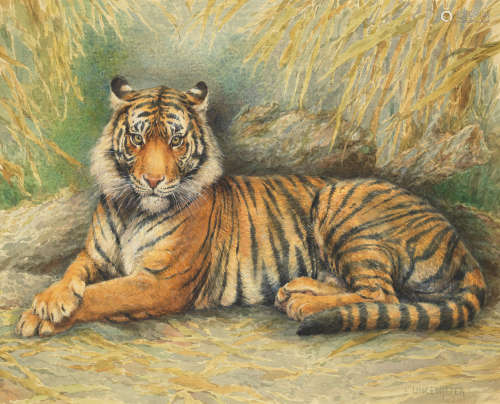 The tiger Hugo Ungewitter(German, 1869-1944)