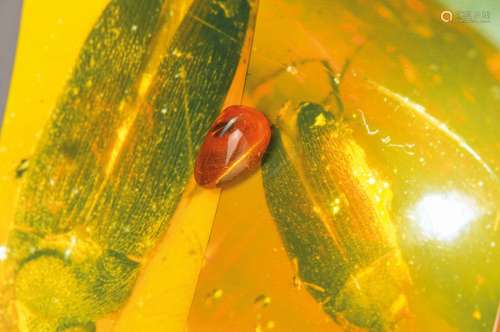 Baltic amber with large click beetle