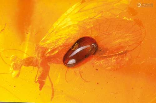 oldest amber of the Cretaceous of Burmese with rare snakefly 