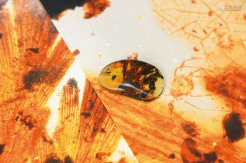 oldest amber of the Cretaceous of Burmese with leaf branches