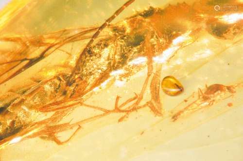 oldest amber of the Cretaceous of Burmese with Xiphydriidae 
