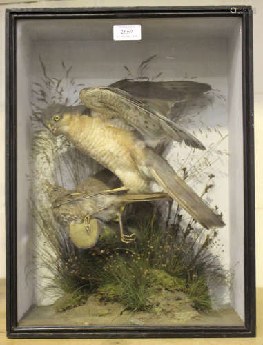 An early 20th century taxidermy specimen group of a sparrowhawk having caught a mistle thrush