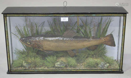 An early 20th century taxidermy specimen of a fish