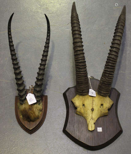 A pair of early 20th century mounted horns with an oak shield shaped wall plate