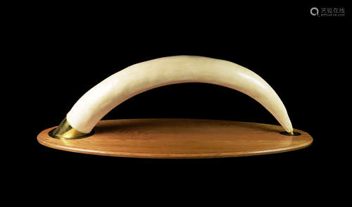 Whole Tusk of Ivory