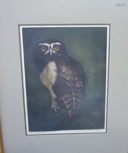 Engraving of an Owl