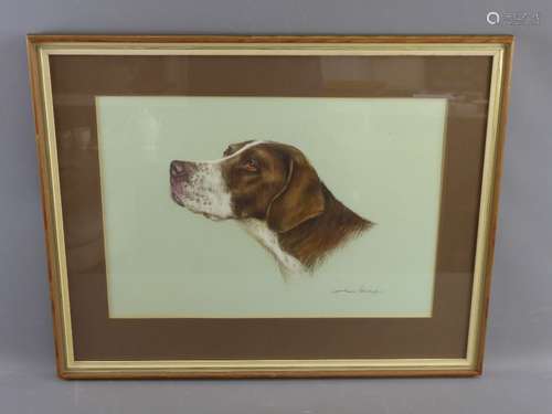 Doris Williams Pastel Study of a Pointer, signed lower right, approx 47 x 32 cms