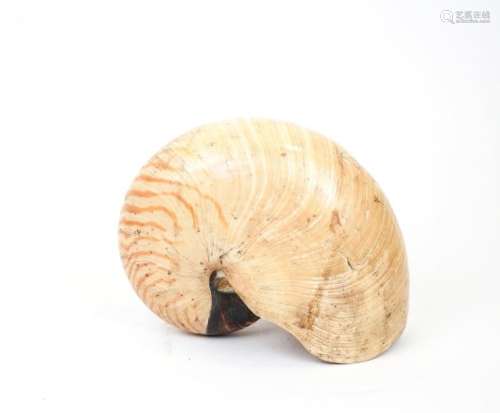 Nautile fossilisé dans la vase Iles Salomon L 20 c...
