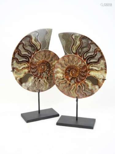 Paire d'ammonites sciées cleoniceras Couleur brune...