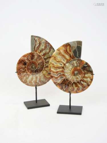 Paire d'ammonites sciées cleoniceras Couleur brune...