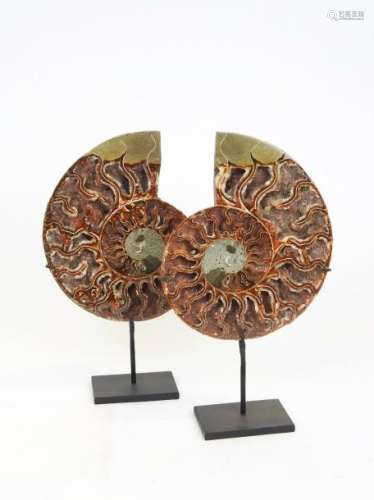 Paire d'ammonites sciées cleoniceras Couleur brune...