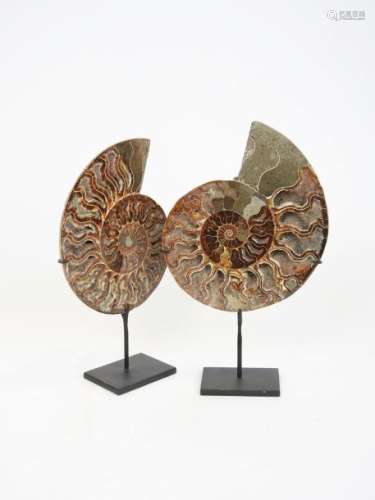 Paire d'ammonites sciées cleoniceras Couleur brune...