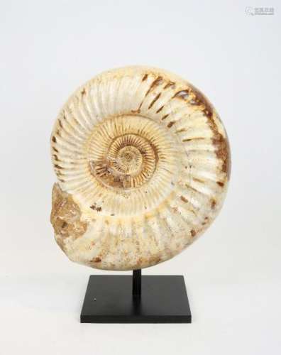 Ammonite entière cranosphinctes Jurassique supérie...