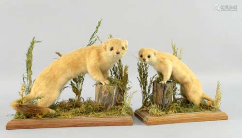 Stuffed and mounted stoat and weasel in naturalist