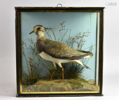 Early 20th century stuffed and mounted Lapwing by