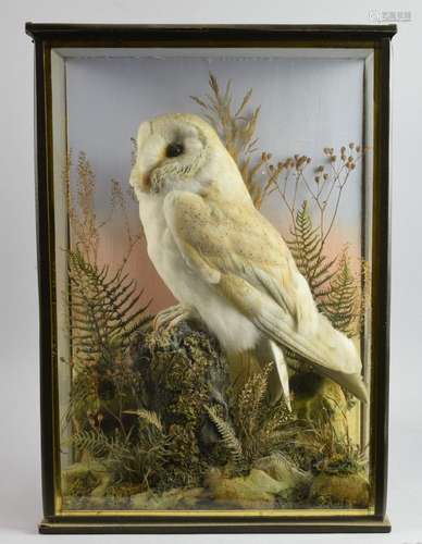 Early 20th century stuffed and mounted barn owl. 4