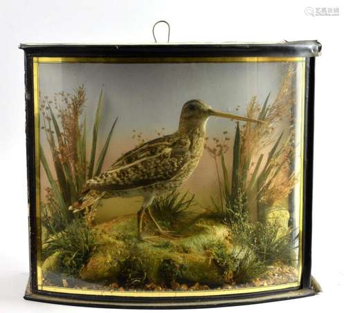 Early 20th century stuffed and mounted Snipe, by F