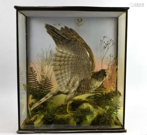 Early 20th century stuffed and mounted Sparrowhawk