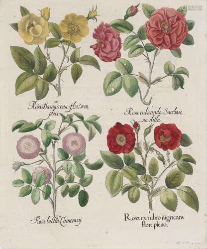 BESLER, BASILIUS 1561 Rosa ex rubro nigricans - Rosa damasceno flore pleno